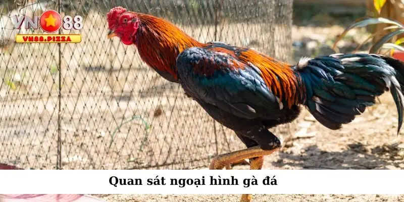 Quan sát ngoại hình tìm ra chiến kê đá giỏi